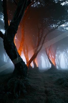 A moody nature scene of forest, trees.