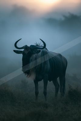 A moody wildlife photo of wildlife, fog.