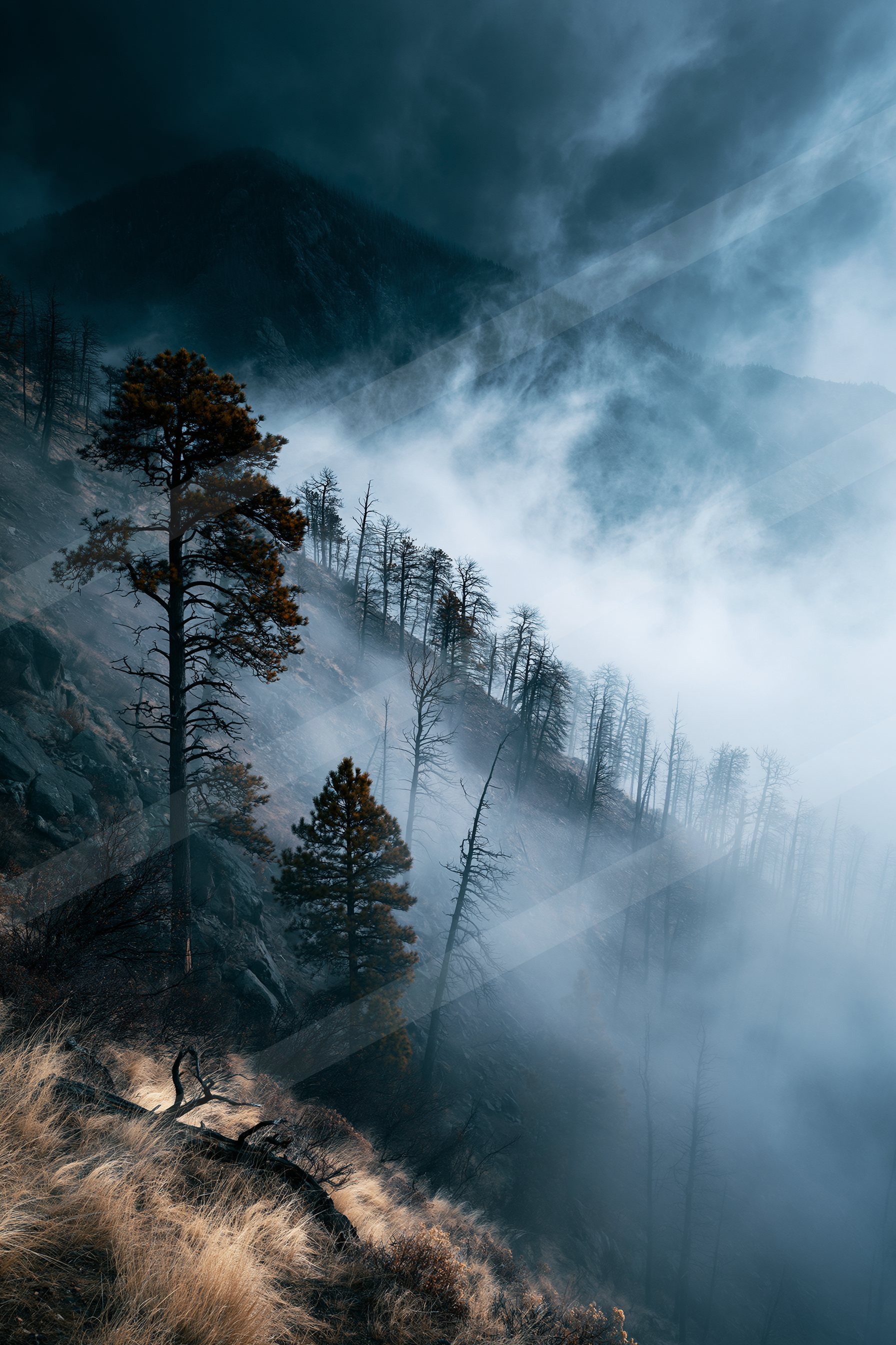 A mysterious double exposure nature scene of a forest, fog.