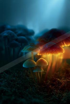 A cluster of glowing mushrooms with vibrant red and blue hues illuminates a misty, dark forest floor at night.