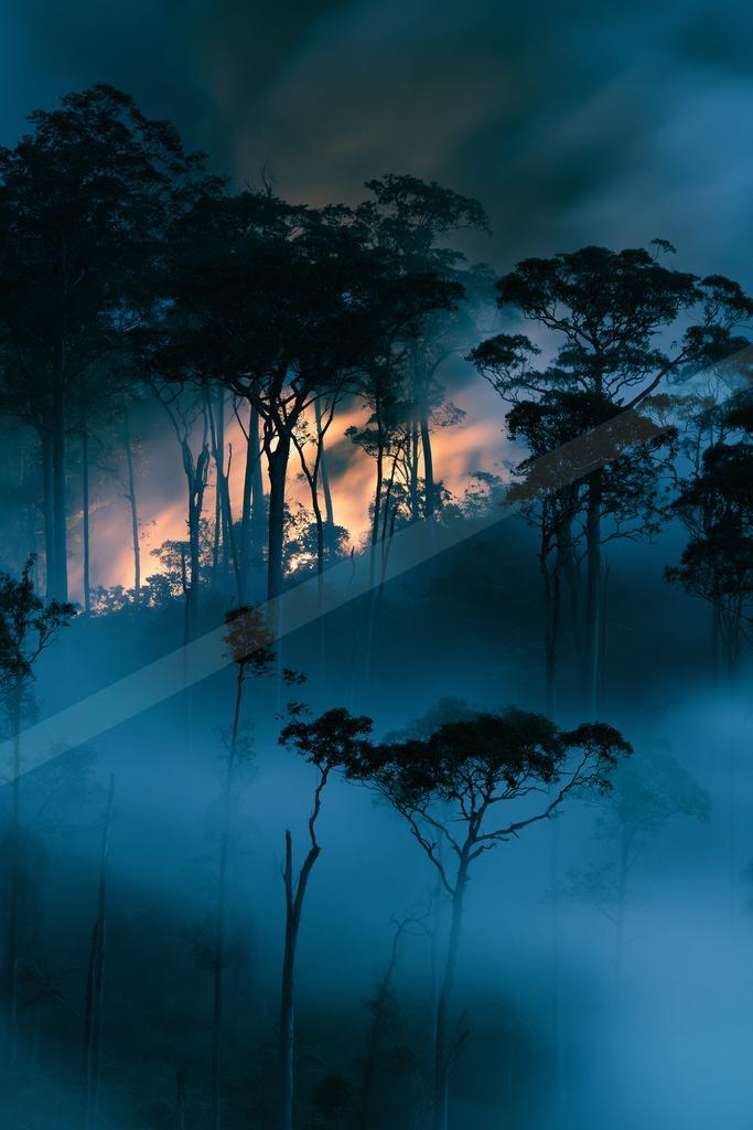 A blue hour nature scene of forest, trees, sunrise.