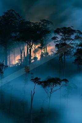 A blue hour nature scene of forest, trees, sunrise.