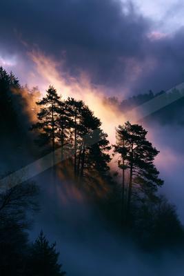 A dramatic sky scene of sunrise, trees, forest.