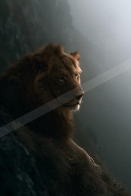 A black-toned moody photograph of lion, cougar, tiger.