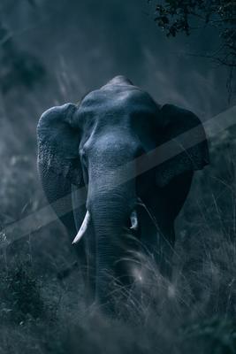 Elephant.
