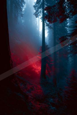 A night nature scene of forest, fog.