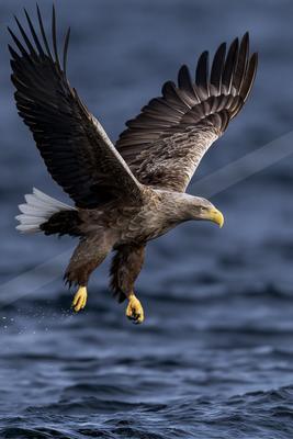 A moody wildlife photo of bird, wildlife.