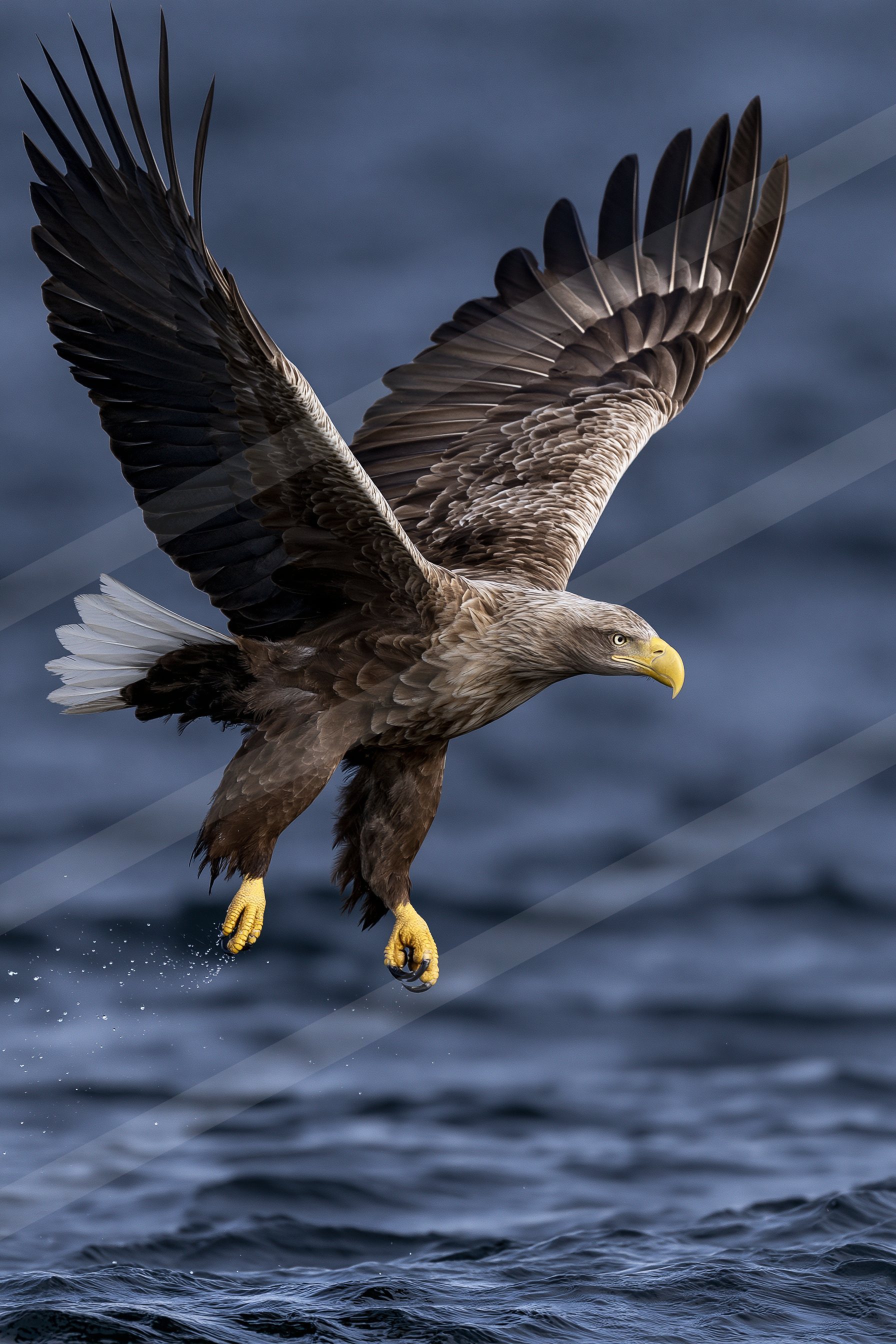 Eagle.