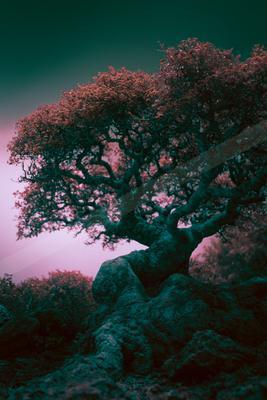A moody nature scene of trees.