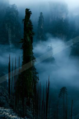 A dramatic nature scene of trees, mountains, forest.