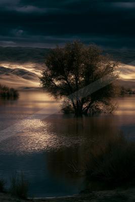 A night long exposure nature scene of trees, lake, reflection.