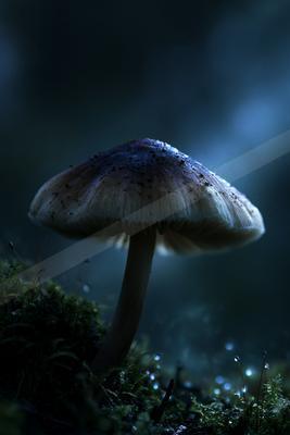 A night macro still life.
