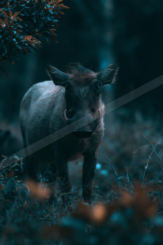 Pig.