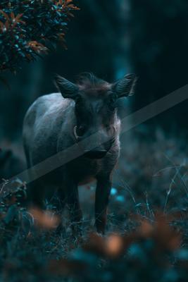 A moody wildlife photo.