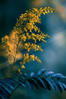 A serene macro nature scene of plants, flowers.