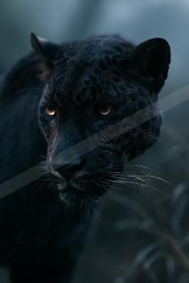A moody wildlife photo of big cat.