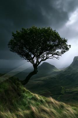 A dramatic nature scene of trees, storm.