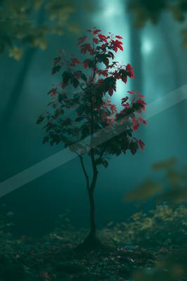 A moody nature scene of trees, forest, still life.