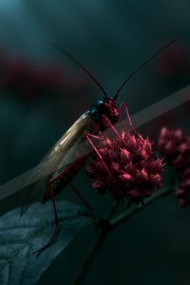 A moody wildlife photo of wildlife.