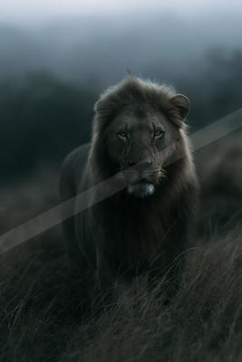 A majestic male lion with a thick mane walks directly toward the camera through tall dry grass in a foggy landscape.