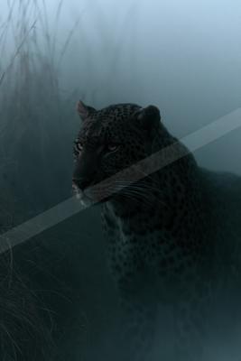 Big cat.