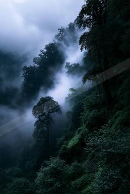 A dense, lush green mountain forest shrouded in thick white mist and fog, with tall trees emerging from the cloudy valley under an overcast sky.