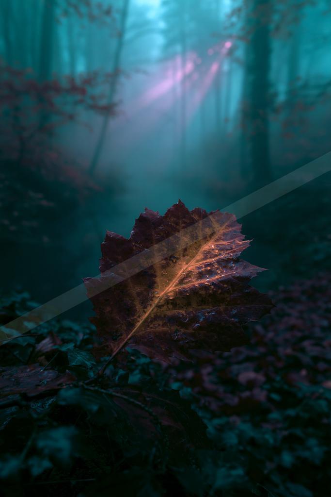 A night nature scene of forest, fog.
