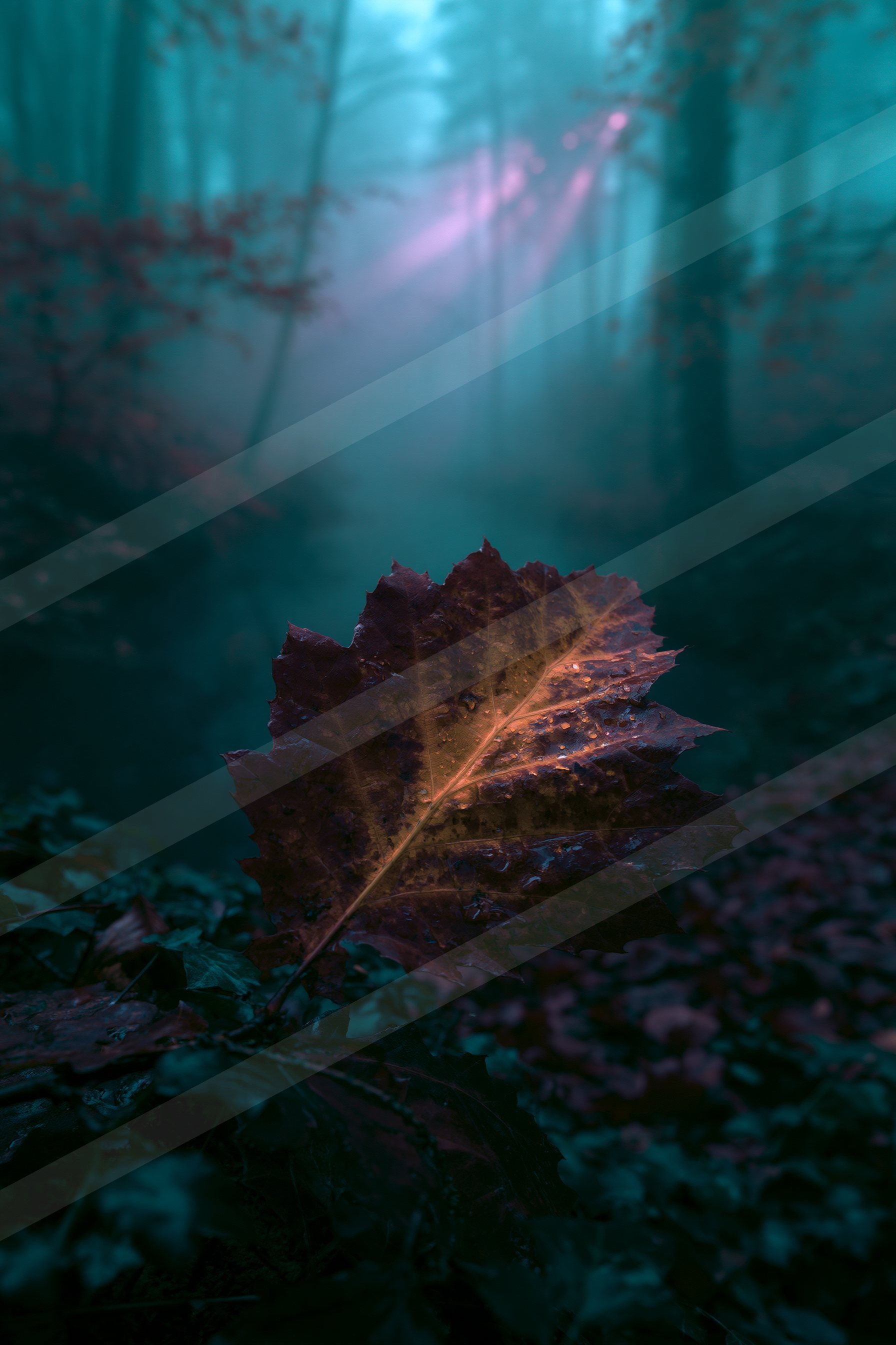 A mysterious high contrast nature scene of an autumn leaves, reflection.