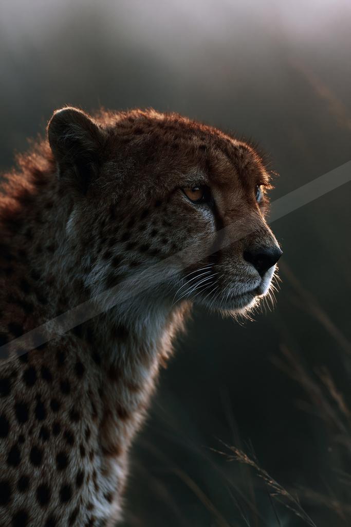 Close-up profile portrait of a cheetah with distinctive tear marks and spotted fur, illuminated by warm golden light against a dark blurred background.