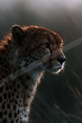 Close-up profile portrait of a cheetah with distinctive tear marks and spotted fur, illuminated by warm golden light against a dark blurred background.