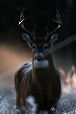A black-and-white moody wildlife photo of wildlife.