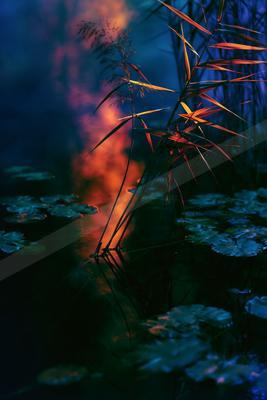 A moody water scene of lake, flowers, river.