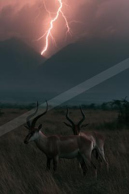 A black-toned moody photograph of hartebeest, gazelle, impala.