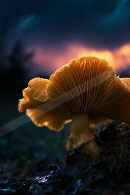 A golden hour macro wildlife photo of wildlife.