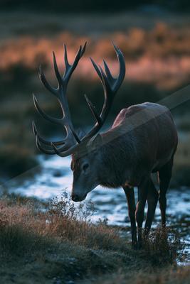 A black-toned moody photograph of ibex, hartebeest, gazelle.
