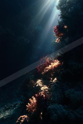 A moody water scene of ocean, still life, forest.