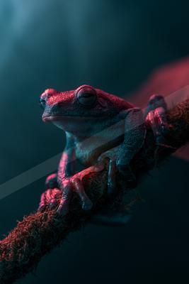A moody macro wildlife photo.