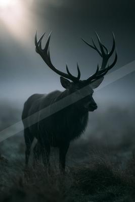 A black-toned moody photograph of hartebeest, gazelle, ibex.