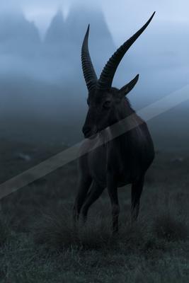 A moody wildlife photo of wildlife.
